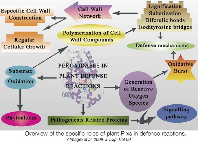 Plant peroxidase actions. Resistance against pathogens