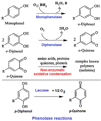 Phenolases
