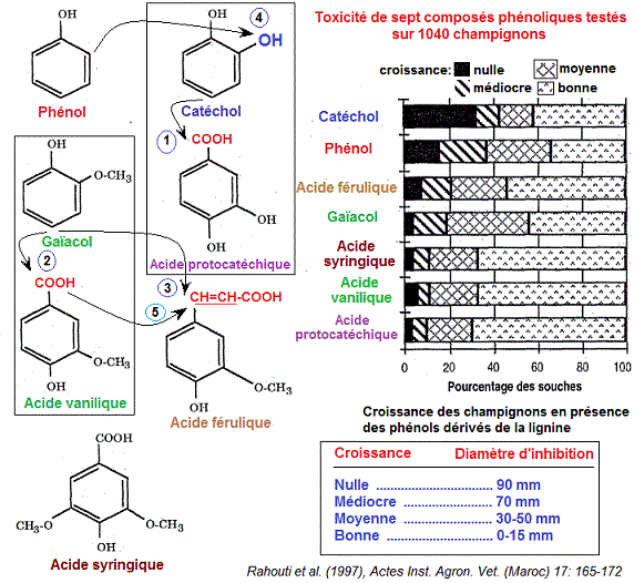 Phenols. Toxicity, Toxicité