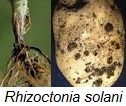 Rhizoctonia solani