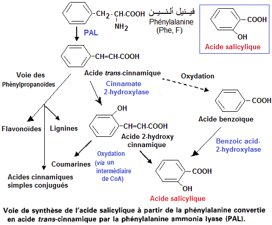 Salicylic acid synthesis