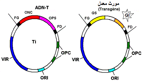 Plasmide Agrobacterium tumefaciens- ADN-T, transgène