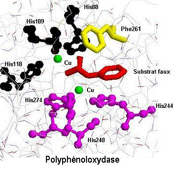 polyphénoloxydase