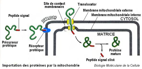 Importation des proteines dans les mitochondries