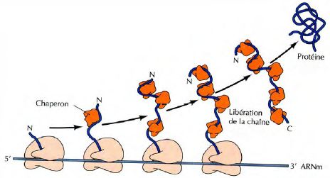 traduction sur ribosomes libres
