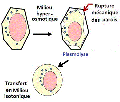 protoplast physical method