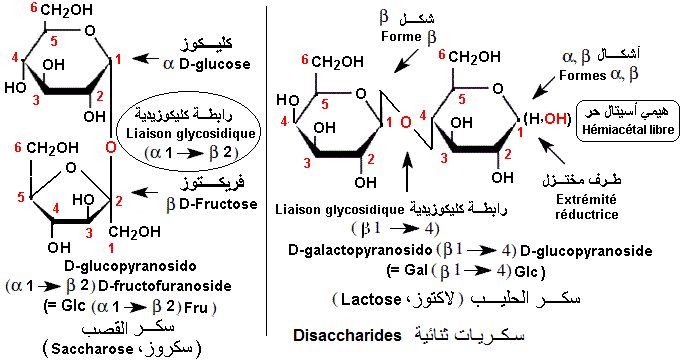 Saccharose, lactose (glossaire)