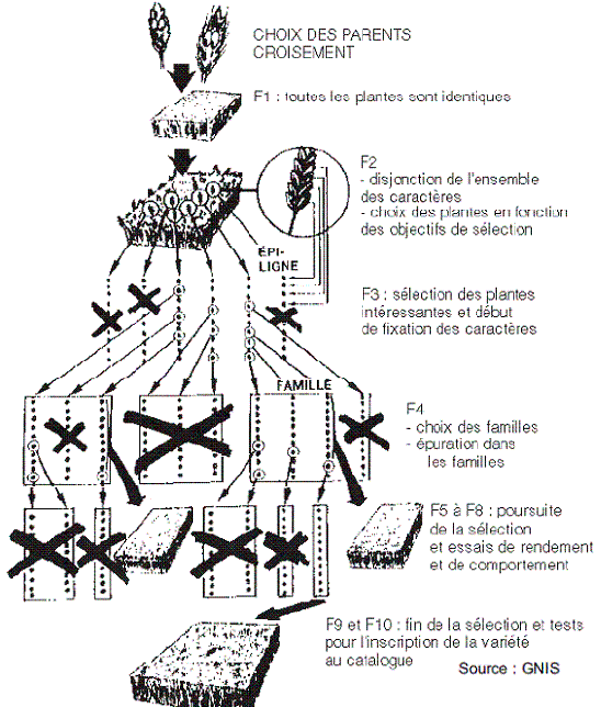 sélection généalogique. Blé
