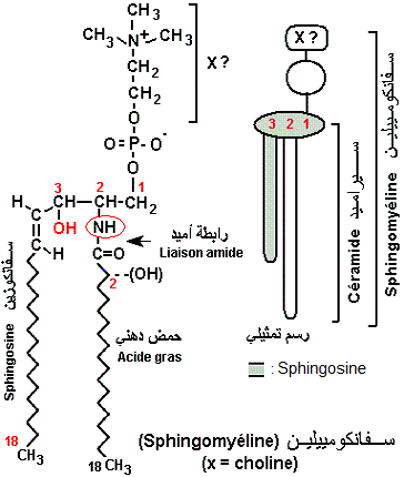 Sphingomyéline (glossaire biologie)