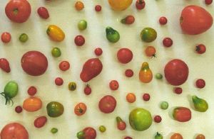 Tomate. Diversité