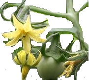 tomate (autogames)