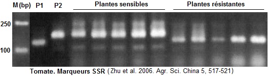 Microsatellites, SSR