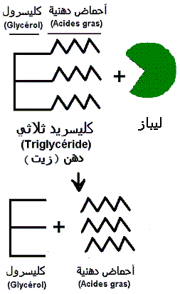 Triglycérides et lipase