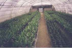 serre palmier dattier vitro plants